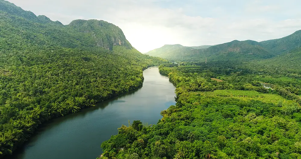 River valley through dense green forest